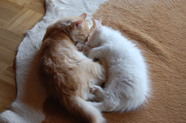 Bowie und Casanova ...jpg